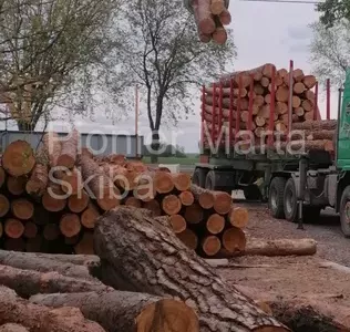 drewno-z-tartaku-pionier-1