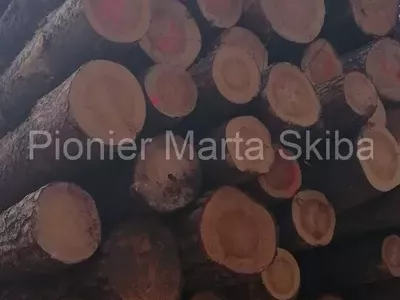 drewno-z-tartaku-pionier-15