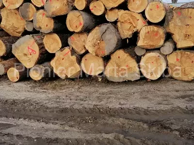 drewno-z-tartaku-pionier-19